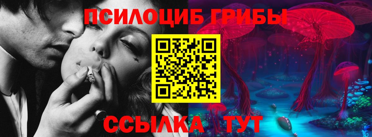 Псилоцибиновые грибы Psilocybine cubensis Бийск